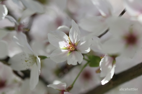 Obstblüte